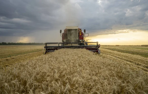 Cosechadora elimina el campo de trigo en el fondo del cielo nublado puesta del sol — Foto de Stock