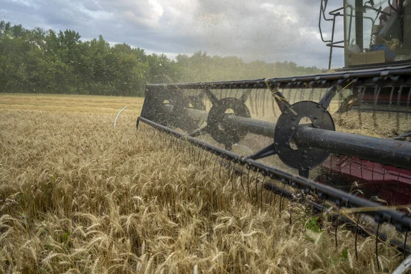 El carrete de la cosechadora primer plano en la cosecha de trigo — Foto de Stock