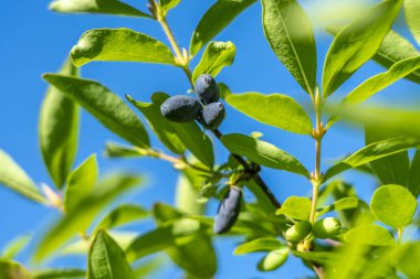 Yenilebilir hanımeli Lonicera 'nın olgun böğürtlenleri narin yeşil yaprakların ve mavi gökyüzünün arka planında bir dalda
