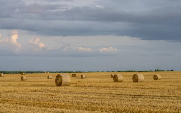 Cielo serale su un campo di grano inclinato con grandi rotoli di paglia — Foto Stock