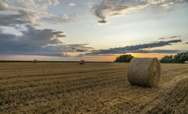 Bright sunset over a sloping wheat field with large rolls of straw — Stock Photo, Image