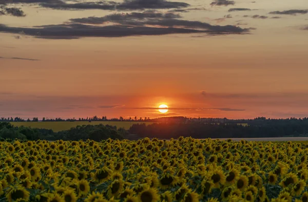 Puesta de sol carmesí sobre el campo de girasol floreciente — Foto de Stock