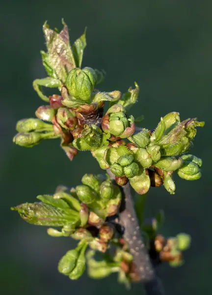 Primavera, botões inchados e abrir flores de cereja close-up em um fundo verde brilhante — Fotografia de Stock