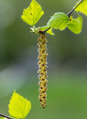 Çiçek açan huş ağacı, bahar, çok fazla huş ağacı, yakın plan, Paskalya, arka planda mavi gökyüzü küpeleri.