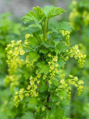 Frenk üzümü çiçeği, bahar, pekçok üzümlü çiçek yakın plan, Paskalya, mavi gökyüzü arka planında kartpostal