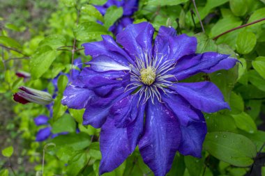 Yaprakların arasındaki yağmur damlalarında mavi Clematis çiçeği