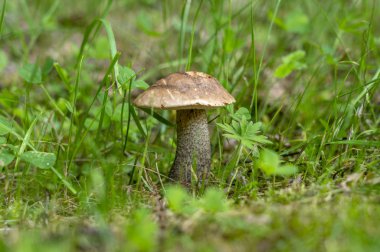 Vahşi doğada çimenlerde büyüyen mantar boletusu.