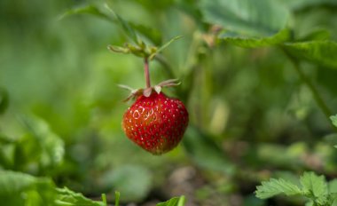 Olgun çilek yakın bir dalda asılı duruyor.