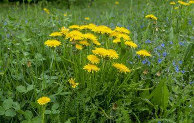 Bush dandelion in green grass on a background of vegetation