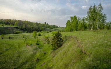 Beautiful landscape at sunset in a ravine, pine, birch, grass.