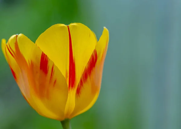 Tulipani in piena fioritura, primavera, fiori Tulipa primo piano, Pasqua, cartolina sullo sfondo del cielo blu — Foto Stock