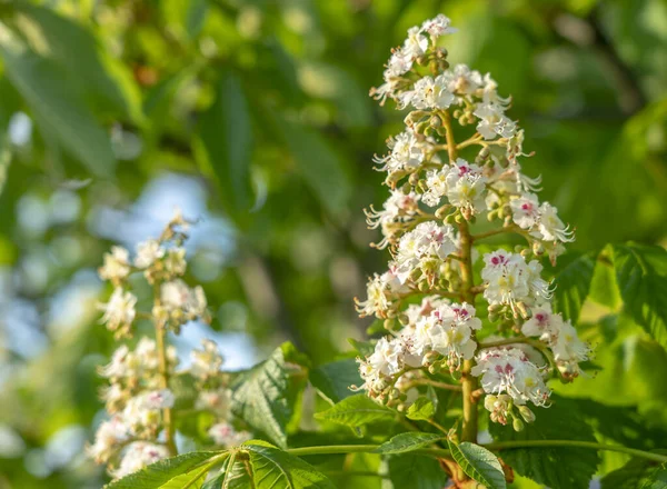 Castaño floreciente, inflorescencia floreciente del primer plano del castaño — Foto de Stock