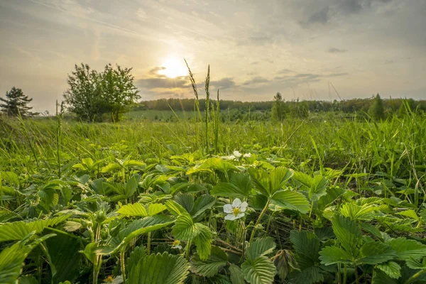 Gros plan sur la fraise sauvage en fleurs contre le coucher du soleil du soir — Photo