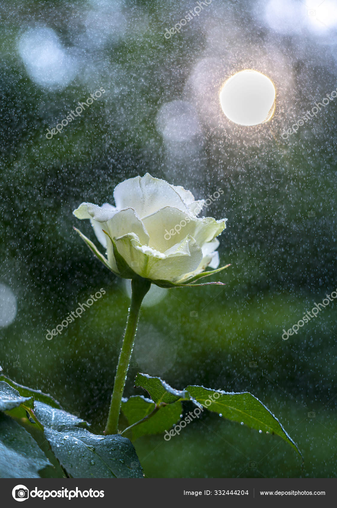 白いバラの花を咲かせるのは 葉の中を進む白緑と太陽の背景に近いところです ストック写真 C Igork48 白いバラの花を咲かせるのは 葉の中を進む白緑と太陽の背景に近いところです ストック写真 C Igork48