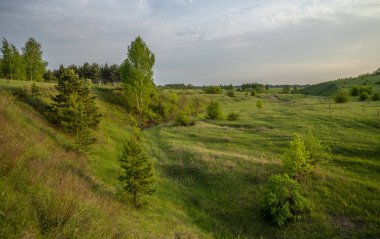 Beautiful landscape at sunset in a ravine, pine, birch, grass.