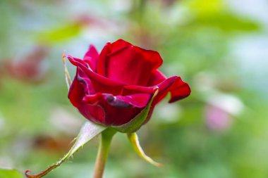 parlak kırmızı gül çiçeği yakın plan bulanık parlak arkaplanda