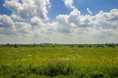 Açık mavi yaz gökyüzünün arka planında kır çiçekleri ve Ivan çayı olan çayır.
