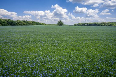 Yalnız bir ağaç, mavi bir yaz gökyüzünün arka planında mavi çiçeklerle açan keten bir tarlanın ortasında duruyor.