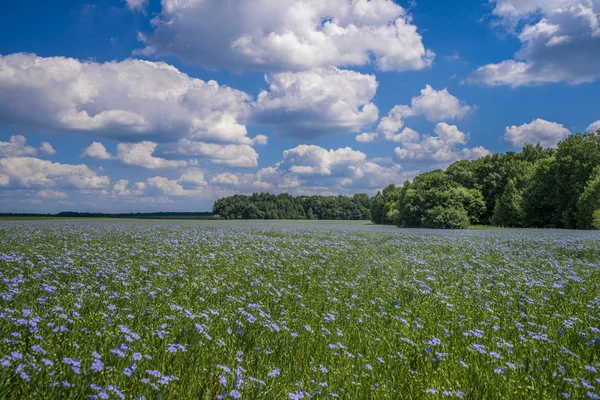 Un campo de flores, flores de lino azul contra el cielo azul de verano — Foto de Stock