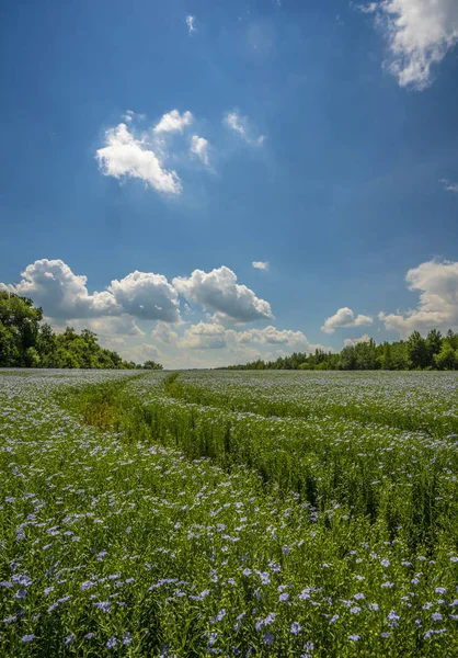 El camino que atraviesa el campo de lino en flor contra el cielo azul del verano — Foto de Stock