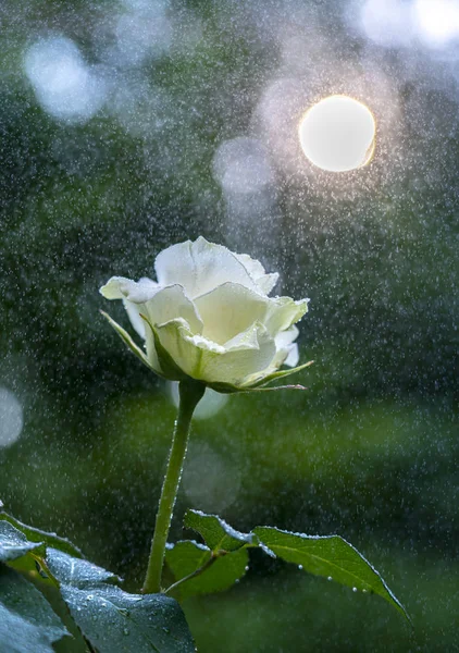 Weiße Rosenblüte in Tautropfen in Großaufnahme auf dem Hintergrund von verschwommenem Grün und der Sonne, die sich ihren Weg durch die Blätter bahnt Stockbild