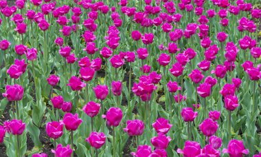 İlkbaharda, Lale çiçekleri farklı renklerdeki parkların tasarımında ve farklı kombinasyonlarda yakın plan çekimde