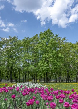 Laleli ve ağaçlı şehir manzarası Bulutlu mavi gökyüzüne karşı