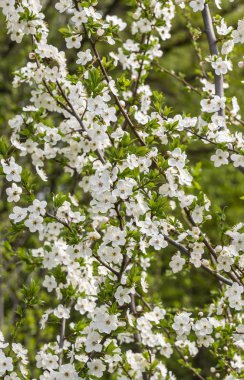 Bahar, çiçek açan bahçeler, kayısı çiçekleri, bulanık arka planda yakın plan çiçekleri.