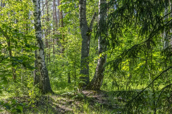 Bela paisagem de verão, três troncos de vidoeiro em uma floresta densa escura . — Fotografia de Stock