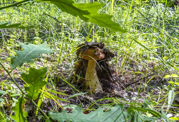 Beautiful white mushroom hiding from mushroom in forest litter. — 스톡 사진