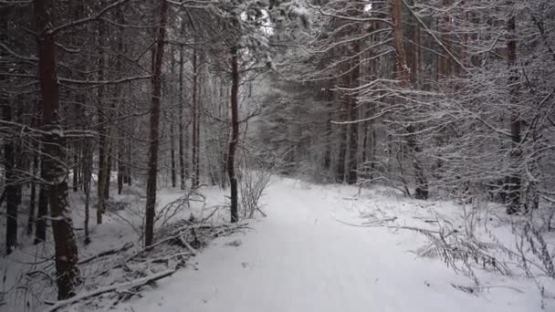 Zware Sneeuwval Het Dennenbos Sneeuwstorm — Stockvideo