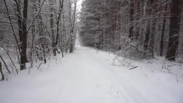 在一场暴风雪中 松树林中下着大雪 穿过森林 — 图库视频影像