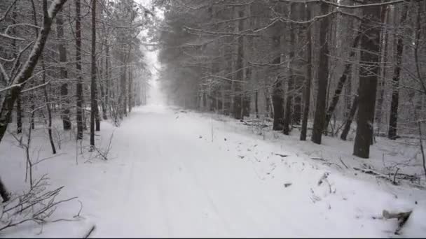 Çam Ormanlarında Şiddetli Kar Yağışı Var Kar Fırtınası Sırasında Ormanda — Stok video