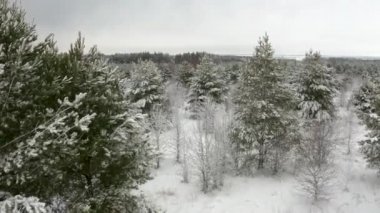 aerial video, flying a quadcopter between the pine branches of snow-covered young pines in the winter forest