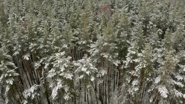 Luftvideo Dem Ein Quadrocopter Über Mastkiefern Einem Schneebedeckten Kiefernwald Fliegt — Stockvideo