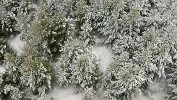 Vídeo Aéreo Volando Quadcopter Sobre Las Cimas Pinos Jóvenes Cubiertos — Vídeos de Stock