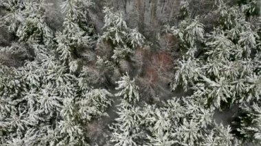aerial video, vertical panorama of a snow-covered winter forest with mixed trees