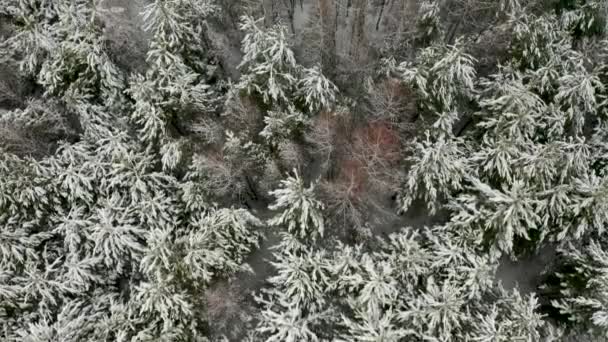 Letecké Video Vertikální Panorama Zasněženého Zimního Lesa Smíšenými Stromy — Stock video