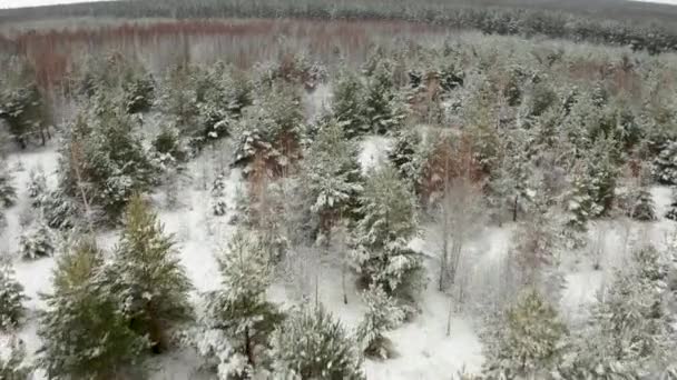 Воздушное Видео Полет Квадрокоптере Над Вершинами Заснеженных Молодых Деревьев Зимнем — стоковое видео