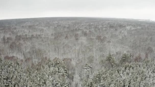 Luchtfoto Vliegend Met Een Quadcopter Boomtoppen Met Gevallen Bladeren Besneeuwde — Stockvideo