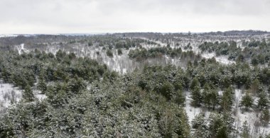 aerial photo, Winter forest from a bird's eye view, snow-covered pine branches, snow and snowdrifts