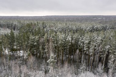 aerial photo, Winter forest from a bird's eye view, snow-covered pine branches, snow and snowdrifts