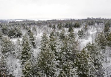 aerial photo, Winter forest from a bird's eye view, snow-covered pine branches, snow and snowdrifts