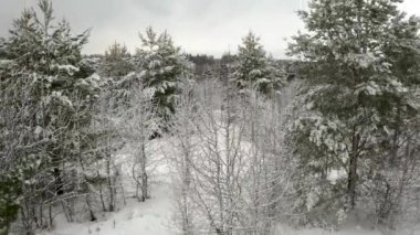 Aerial video, flying a quadcopter between snow-covered pines in a young pine forest
