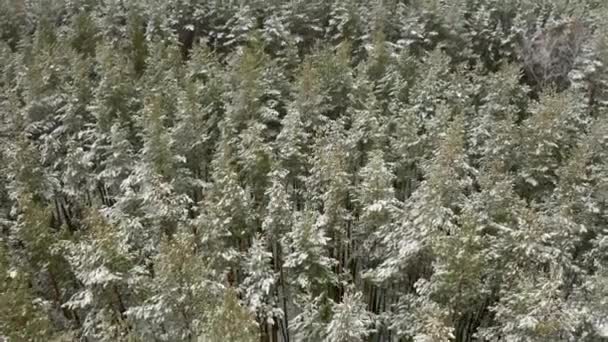 Video aéreo, volando un quadcopter sobre un bosque de pinos cubierto de nieve — Vídeos de Stock