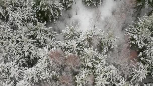 Воздушное видео, вертикальная панорама на сосны с заснеженными ветвями в зимнем сосновом лесу — стоковое видео