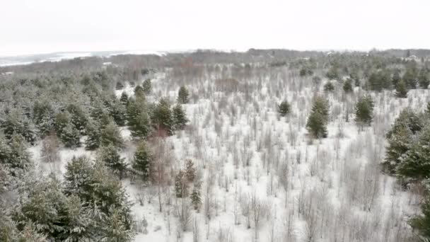 Luchtfoto, vliegend met een quadcopter over een besneeuwd bos van verschillende bomen — Stockvideo