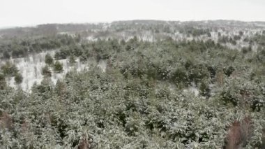Aerial video, flying a quadcopter over a snow-covered forest of various trees