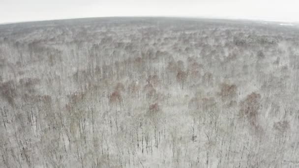 Luchtfoto, vliegend met een quadcopter over een winterbos met gevlogen bladeren en besneeuwde takken — Stockvideo