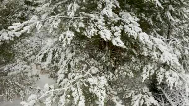 공중에서 찍은 영상, 겨울 소나무 숲에 눈덮인 나뭇가지가 달린 소나무 위로 카메라가 수직으로 치솟는 모습 — 비디오